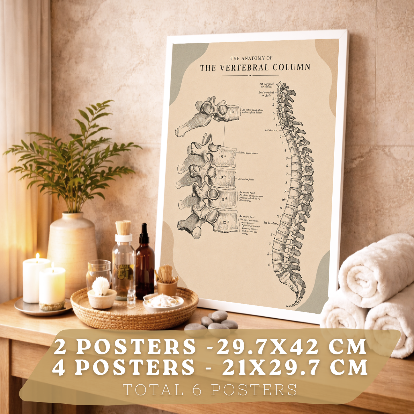 Set de 6 Láminas Anatómicas, Posters Médicos con Cerebro, Columna Vertebral, Dientes, Costillas, Esternón, Articulación de Rodilla y Huesos del Brazo, Cuadros Decorativos