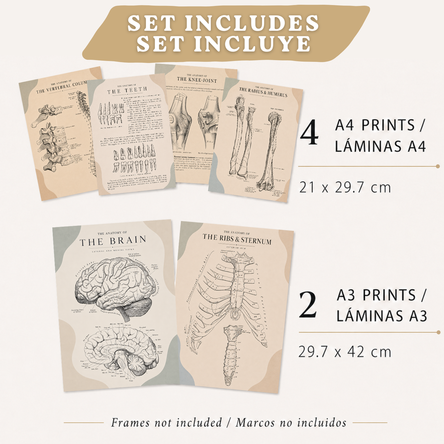 Set de 6 Láminas Anatómicas, Posters Médicos con Cerebro, Columna Vertebral, Dientes, Costillas, Esternón, Articulación de Rodilla y Huesos del Brazo, Cuadros Decorativos