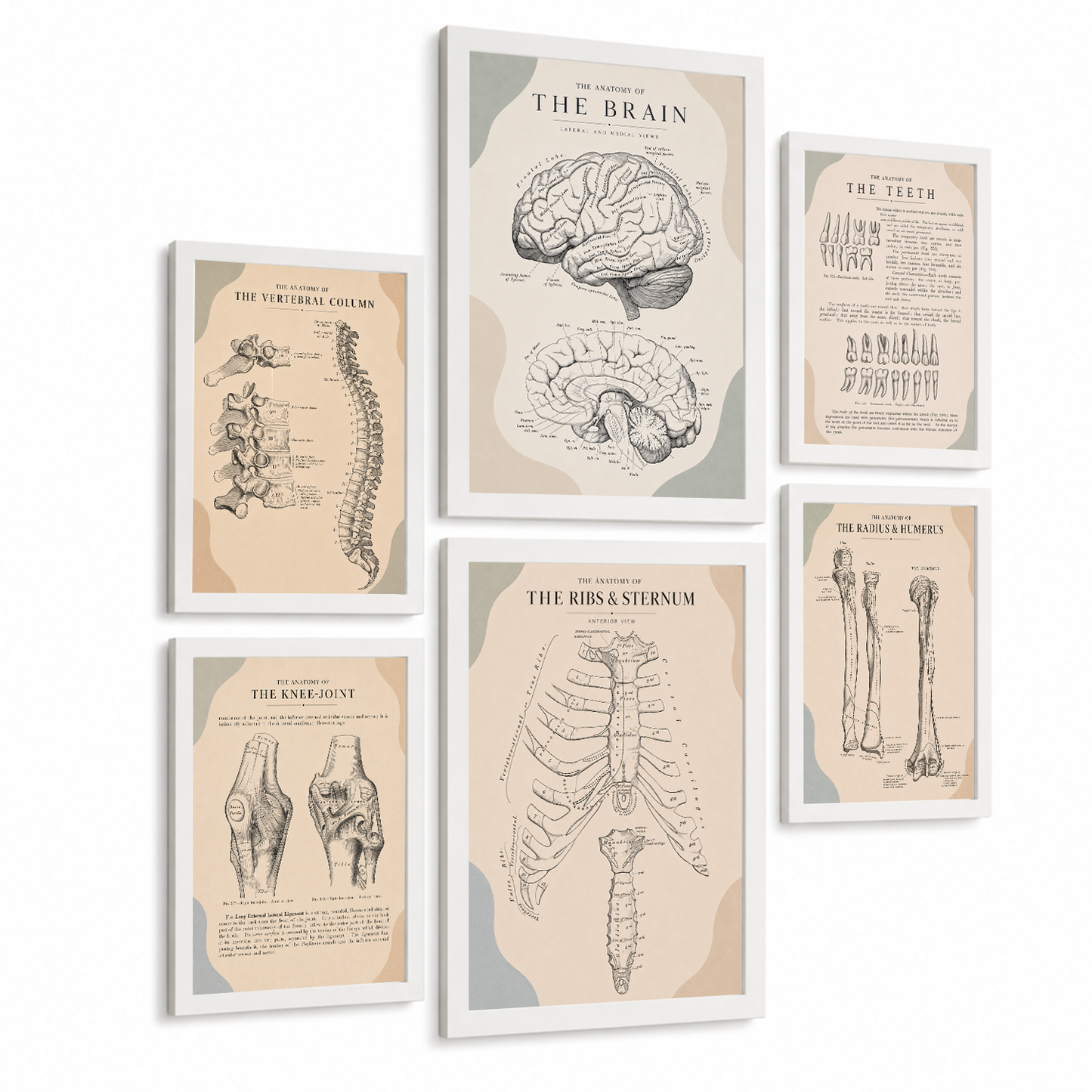 Set de 6 Láminas Anatómicas, Posters Médicos con Cerebro, Columna Vertebral, Dientes, Costillas, Esternón, Articulación de Rodilla y Huesos del Brazo, Cuadros Decorativos