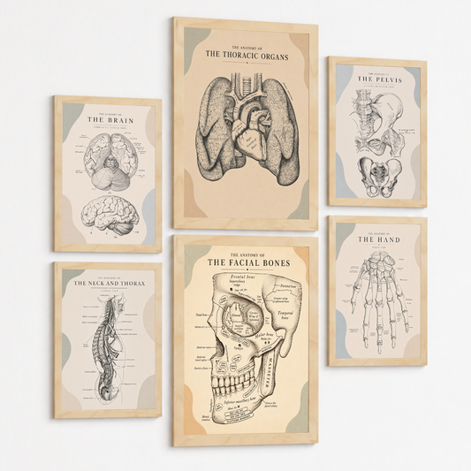 Set de 6 Láminas Anatómicas Posters Médicos con Cerebro, Pulmones, Corazón, Pelvis, Mano Humana, Huesos Faciales y Anatomía del Cuello, Cuadros Decorativos para consultas