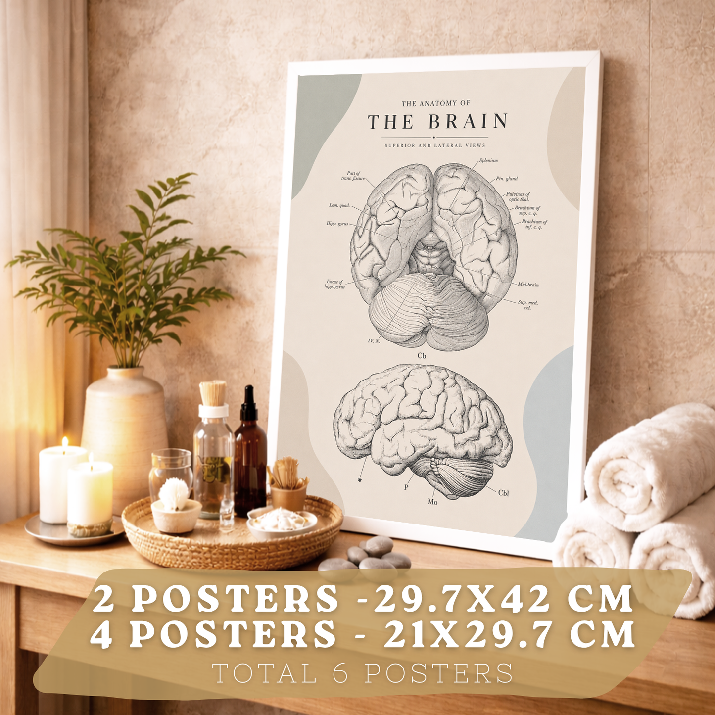 Set de 6 Láminas Anatómicas Posters Médicos con Cerebro, Pulmones, Corazón, Pelvis, Mano Humana, Huesos Faciales y Anatomía del Cuello, Cuadros Decorativos para consultas