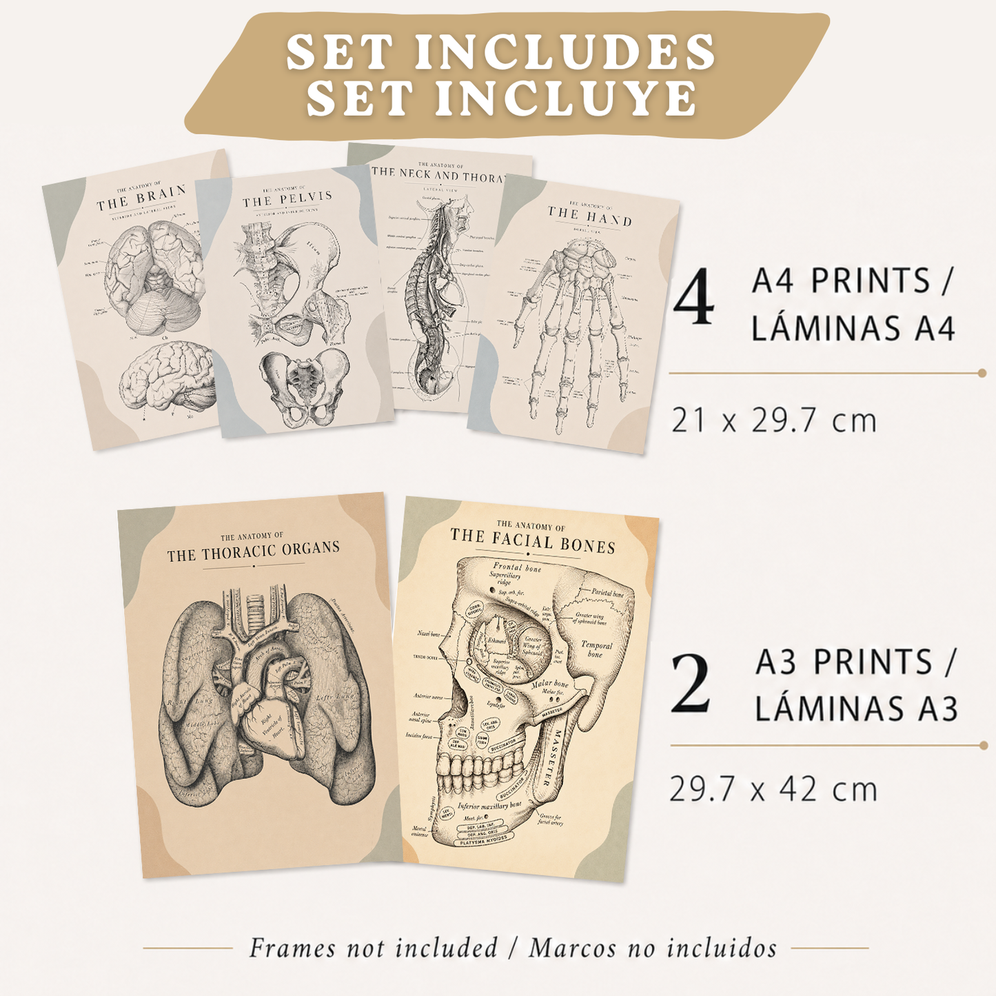 Set de 6 Láminas Anatómicas Posters Médicos con Cerebro, Pulmones, Corazón, Pelvis, Mano Humana, Huesos Faciales y Anatomía del Cuello, Cuadros Decorativos para consultas