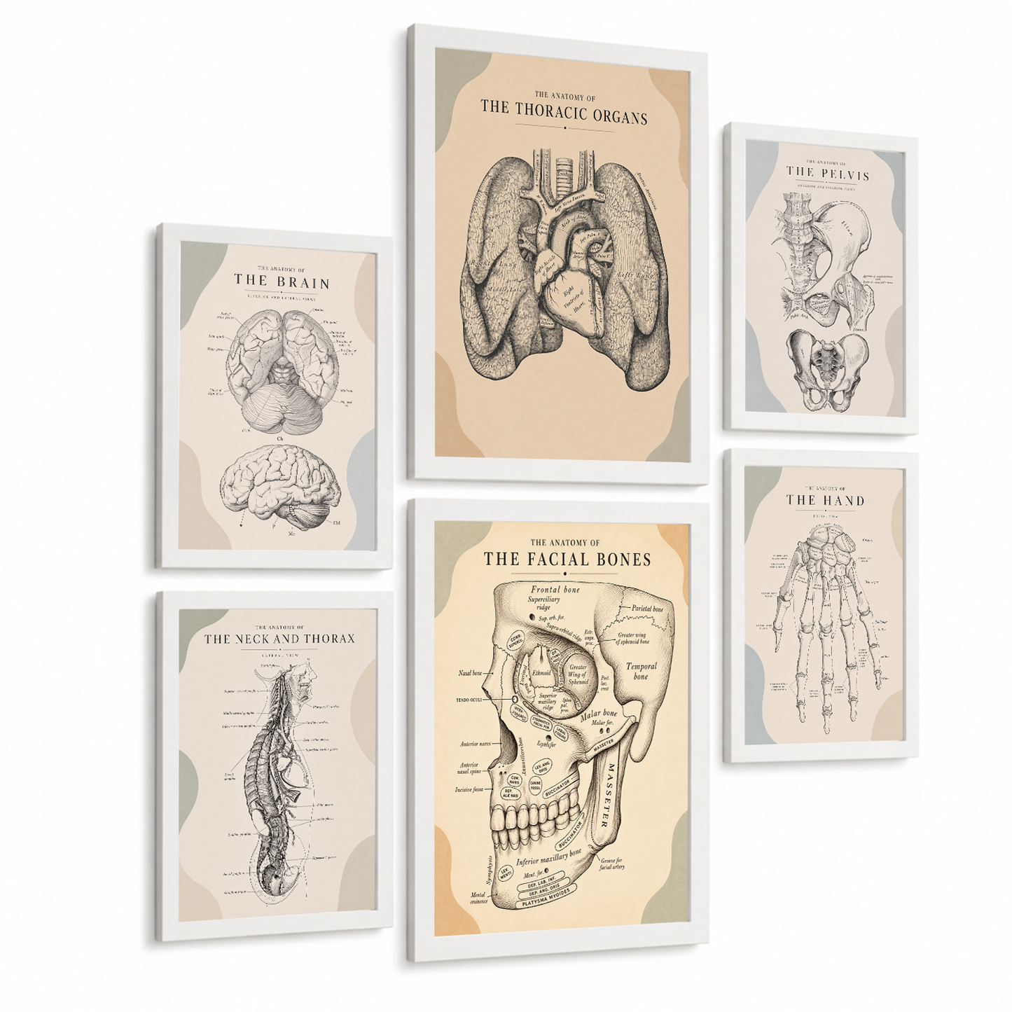 Set de 6 Láminas Anatómicas Posters Médicos con Cerebro, Pulmones, Corazón, Pelvis, Mano Humana, Huesos Faciales y Anatomía del Cuello, Cuadros Decorativos para consultas