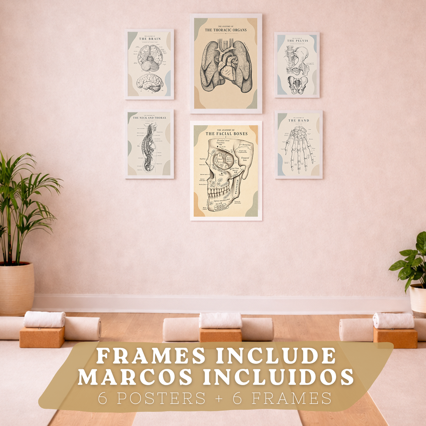 Set de 6 Láminas Anatómicas Posters Médicos con Cerebro, Pulmones, Corazón, Pelvis, Mano Humana, Huesos Faciales y Anatomía del Cuello, Cuadros Decorativos para consultas