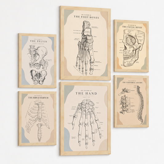 Set de 6 Láminas Anatómicas Vintage, Posters Médicos con Pelvis, Huesos del Pie, Mano Humana, Columna Vertebral, Costillas, Esternón y Huesos Faciales, Cuadros Decorativos