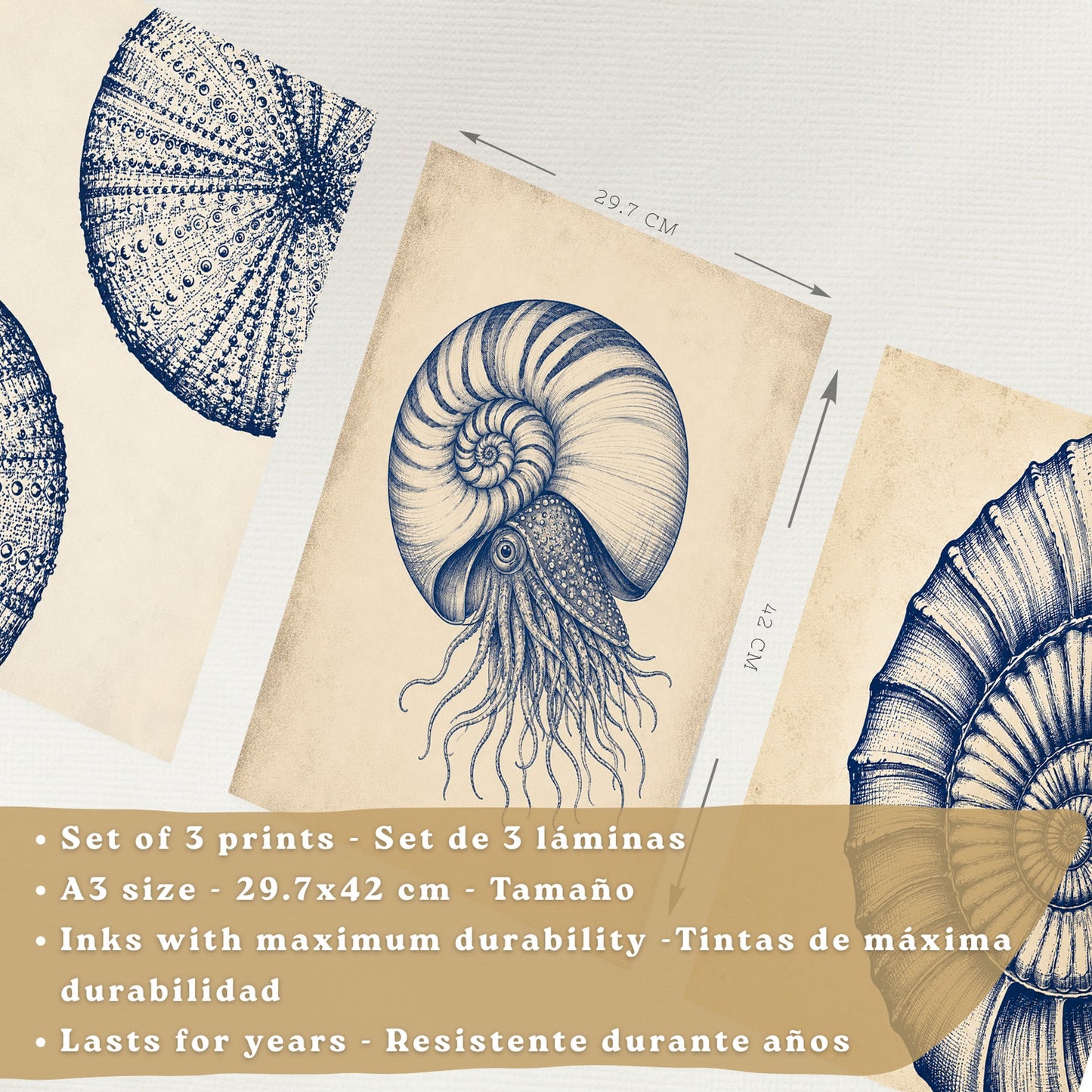 Posters de Arte Azul Costero con Arte de Nautilus y Conchas Marinas