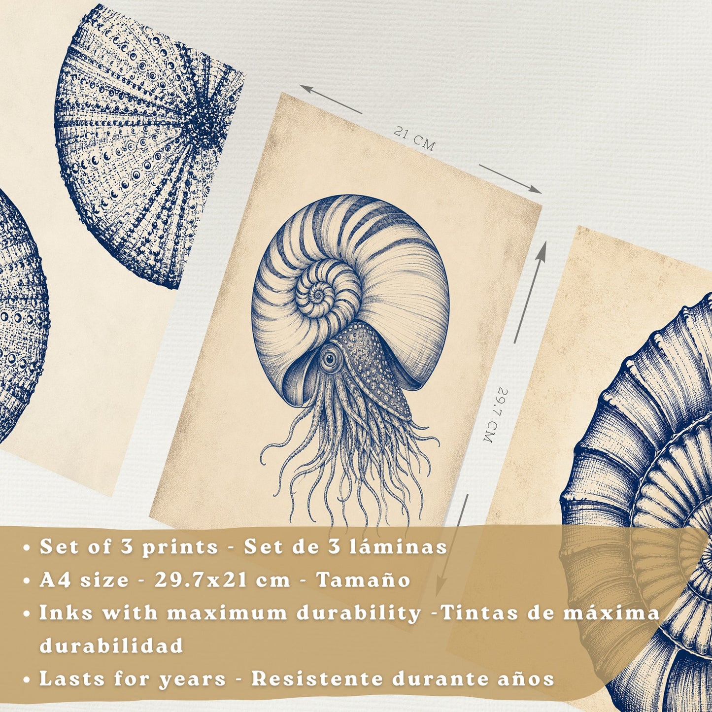 Posters de Arte Azul Costero con Arte de Nautilus y Conchas Marinas