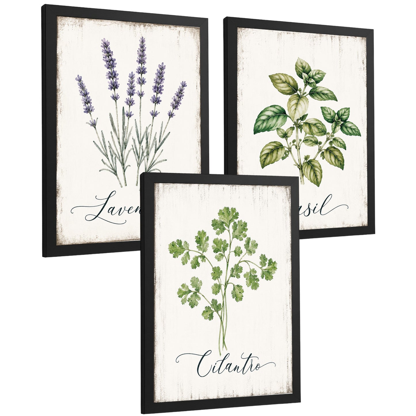 Posters Botánicos de Hierbas con Arte de Lavanda, Albahaca y Perejil