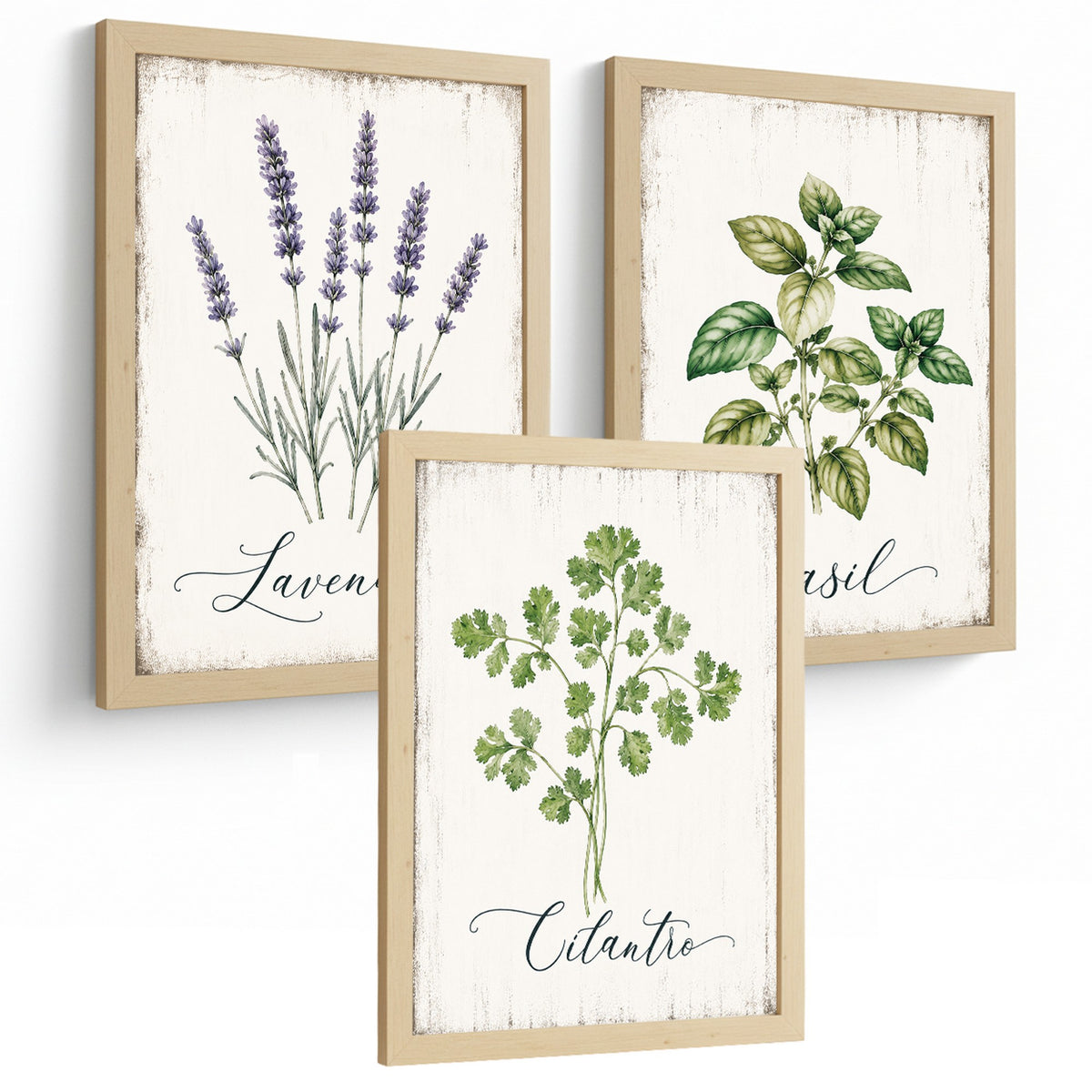 Posters Botánicos de Hierbas con Arte de Lavanda, Albahaca y Perejil