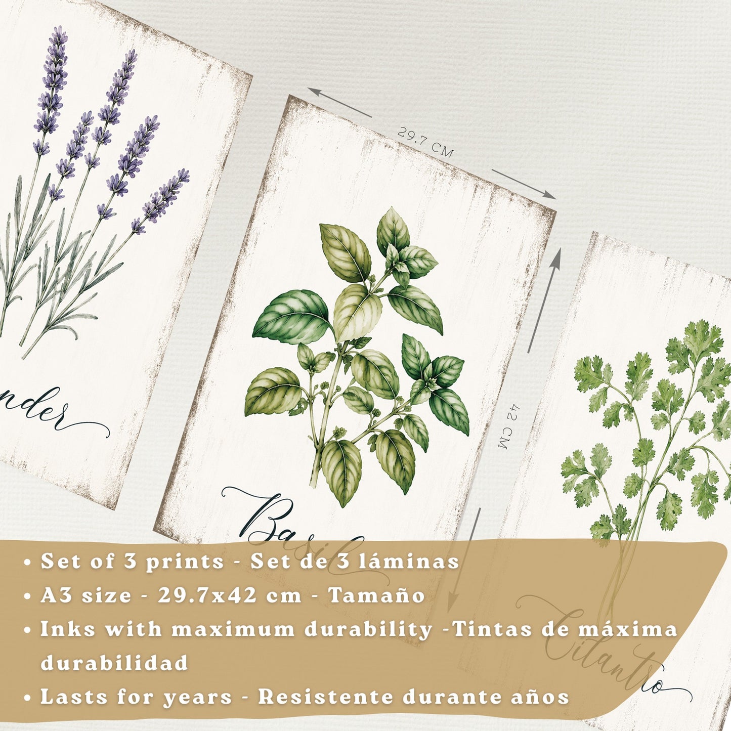 Posters Botánicos de Hierbas con Arte de Lavanda, Albahaca y Perejil