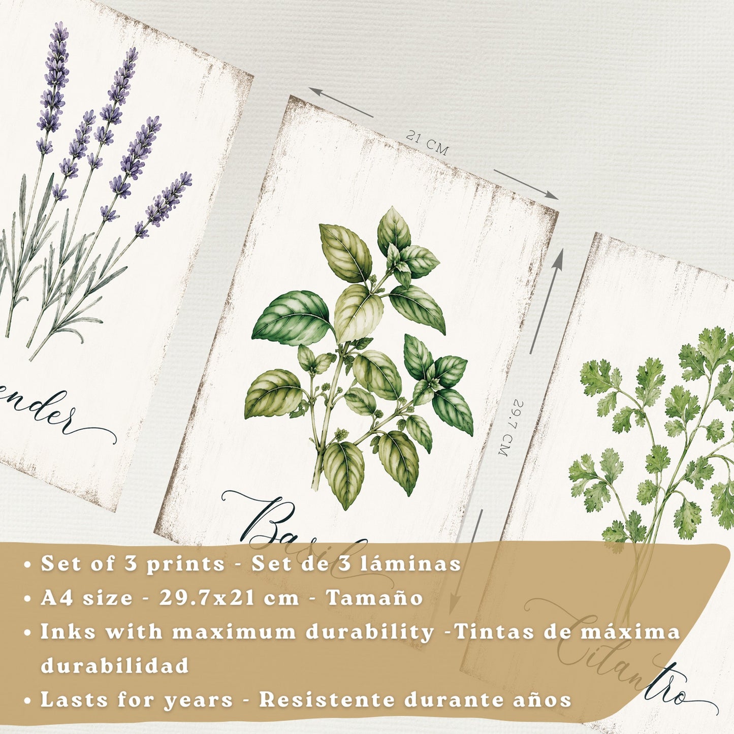 Posters Botánicos de Hierbas con Arte de Lavanda, Albahaca y Perejil