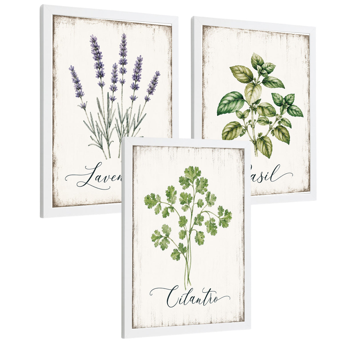 Posters Botánicos de Hierbas con Arte de Lavanda, Albahaca y Perejil