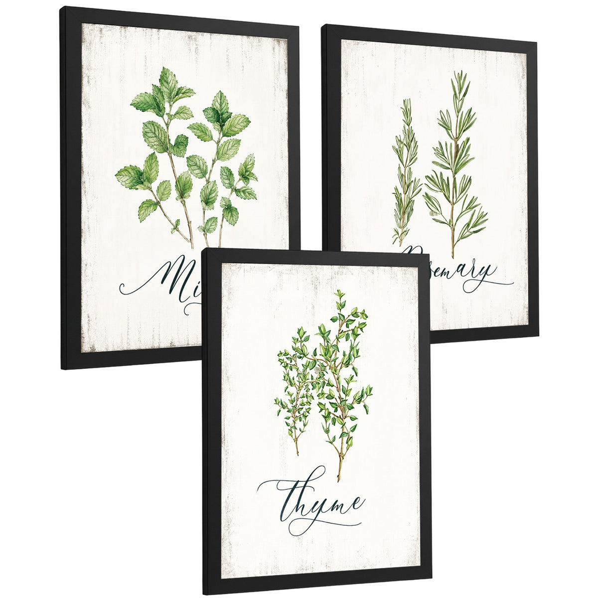 Posters Botánicos de Hierbas con Arte de Menta, Romero y Tomillo