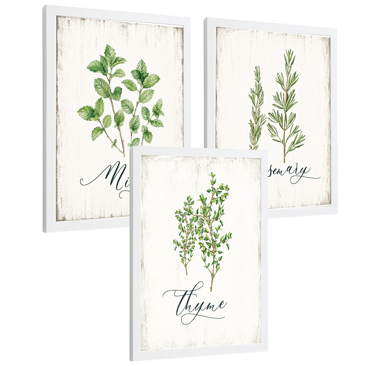 Posters Botánicos de Hierbas con Arte de Menta, Romero y Tomillo