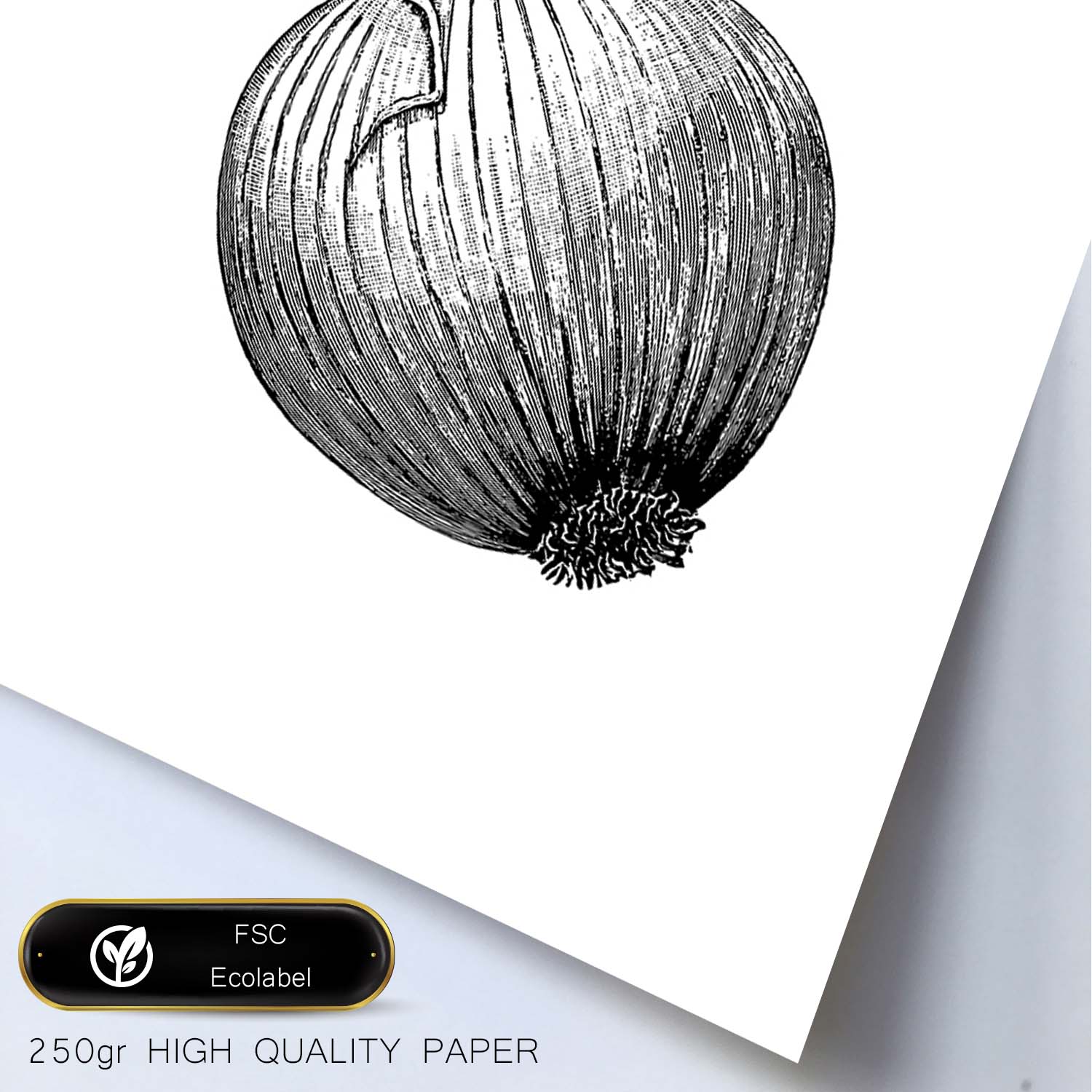 Poster de Cebolla. Láminas de frutas y verduras.-Artwork-Nacnic-Nacnic Estudio SL