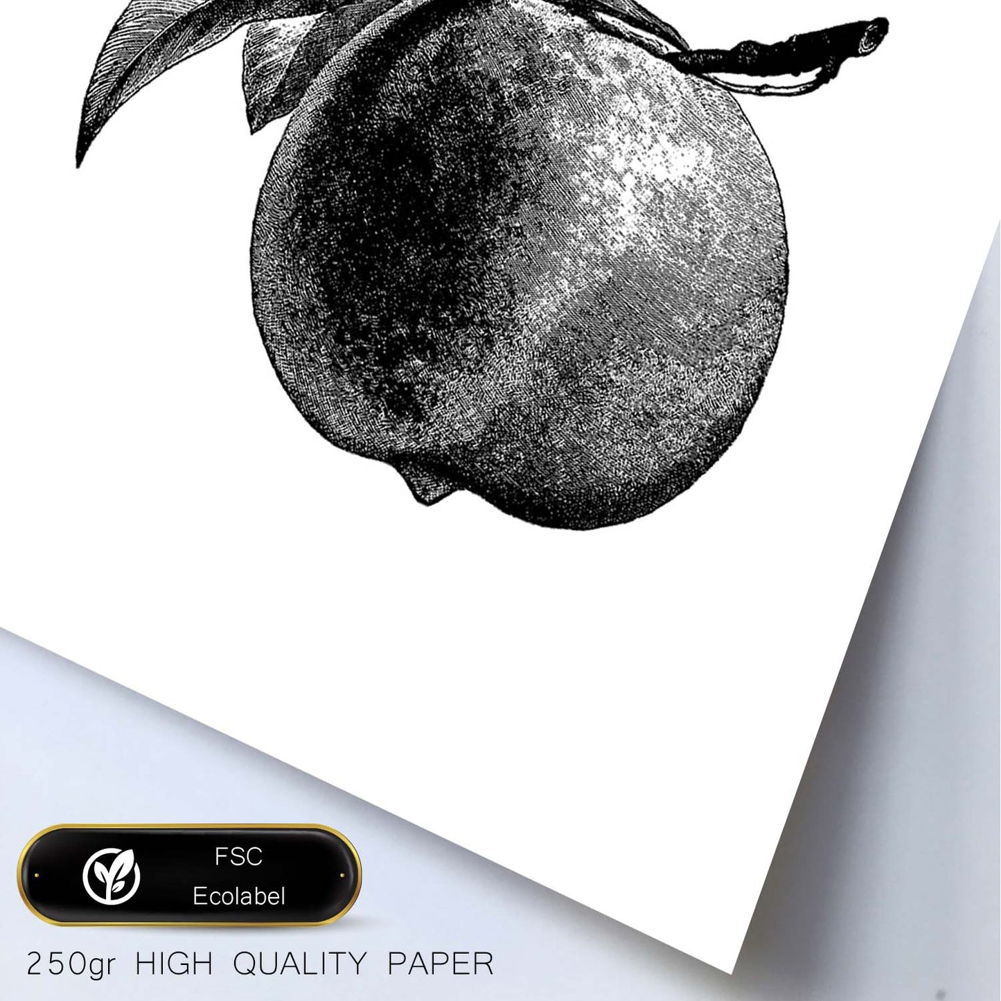 Poster de Melocotón. Láminas de frutas y verduras.-Artwork-Nacnic-Nacnic Estudio SL