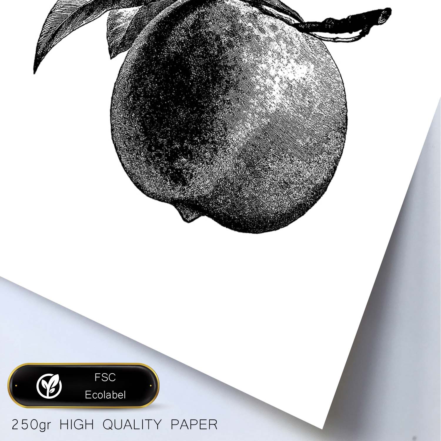 Poster de Melocotón. Láminas de frutas y verduras.-Artwork-Nacnic-Nacnic Estudio SL