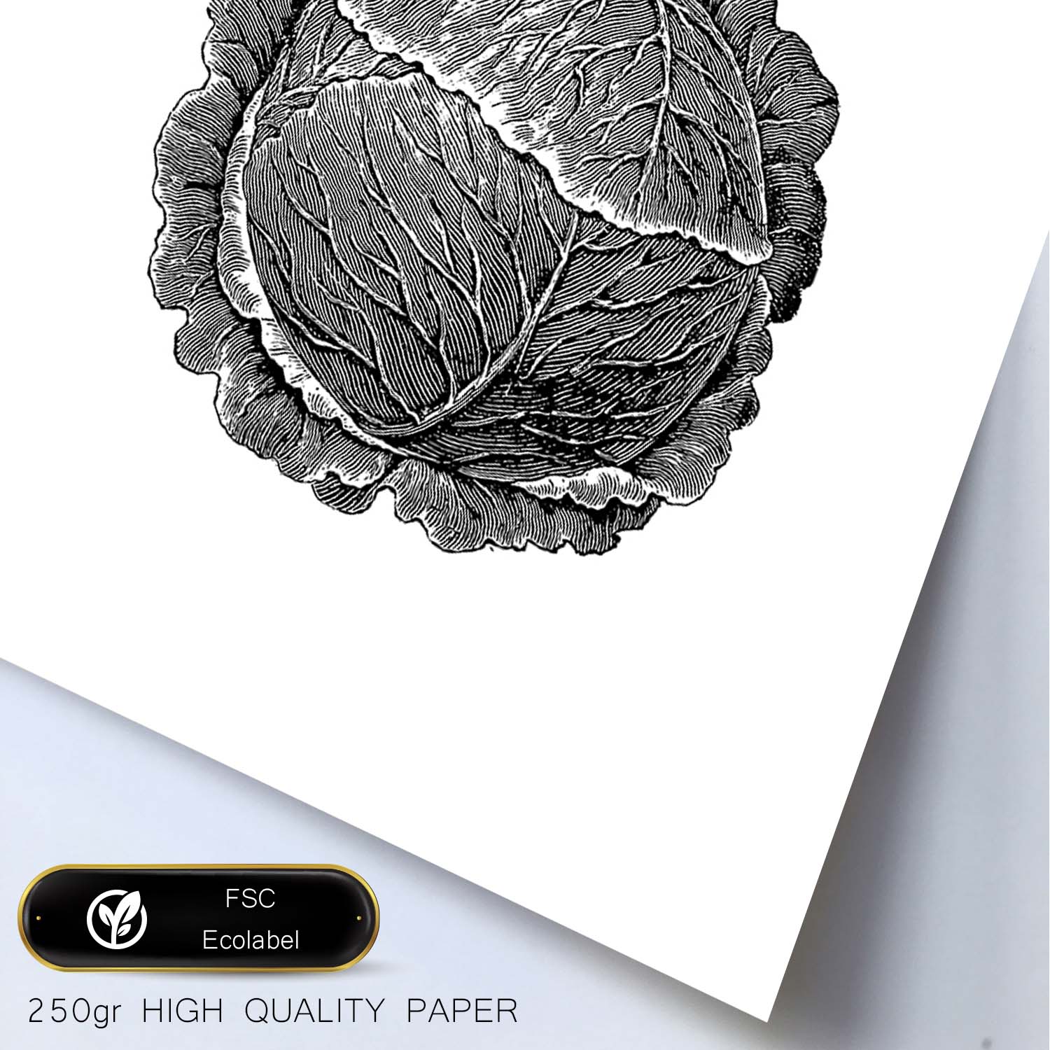 Poster de Cabbage. Láminas de frutas y verduras en inglés.-Artwork-Nacnic-Nacnic Estudio SL