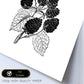 Poster de Moras. Láminas de frutas y verduras.-Artwork-Nacnic-Nacnic Estudio SL