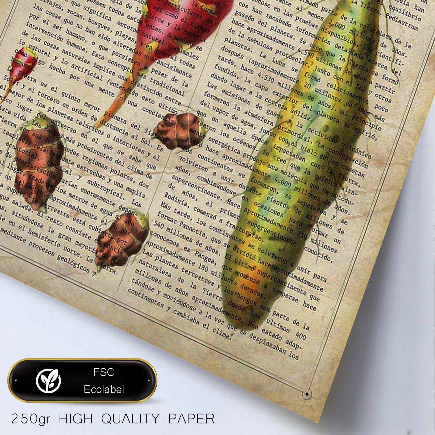 Poster de Patatas. Láminas de frutas y verduras con definiciones. Ilustraciones de alimentacion vegetariana.-Artwork-Nacnic-Nacnic Estudio SL