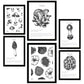 Composicion setas, ilustraciones