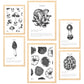 Composicion setas, ilustraciones
