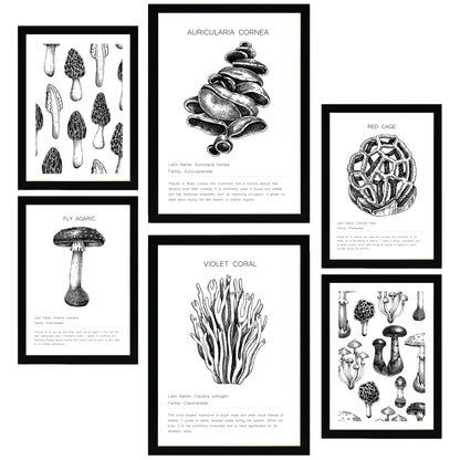 Composicion Hongos blanco y negro