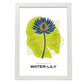 Blue Egyptian Waterlily-Artwork-Nacnic-A3-Marco Blanco-Nacnic Estudio SL