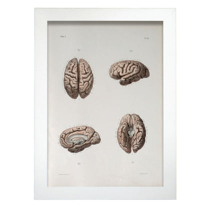 Brain-Artwork-Nacnic-A4-Marco Blanco-Nacnic Estudio SL