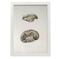 Brain divided in parasagital section-Artwork-Nacnic-A3-Marco Blanco-Nacnic Estudio SL