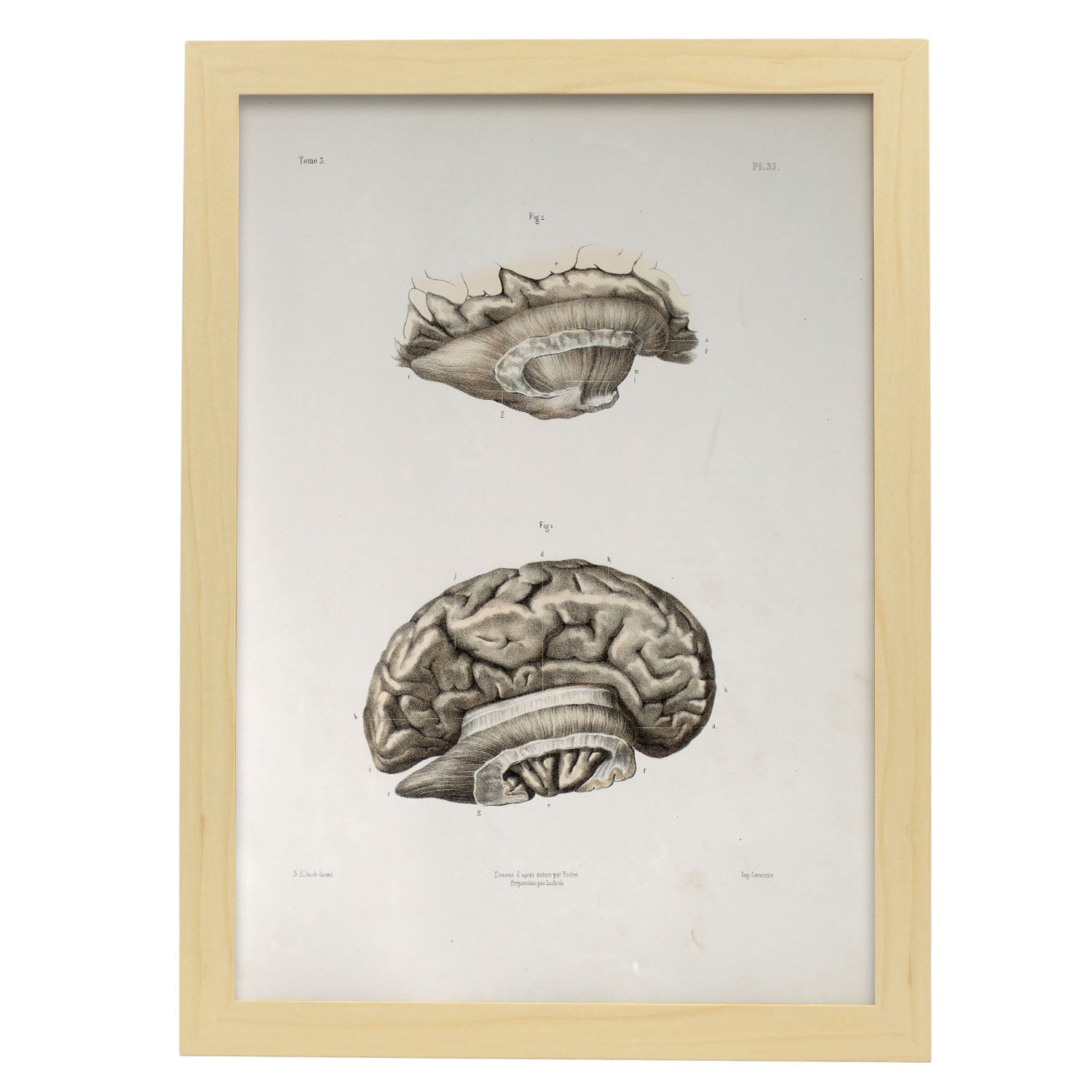Brain divided in parasagital section-Artwork-Nacnic-A3-Marco Madera clara-Nacnic Estudio SL