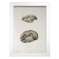 Brain divided in parasagital section-Artwork-Nacnic-A4-Marco Blanco-Nacnic Estudio SL