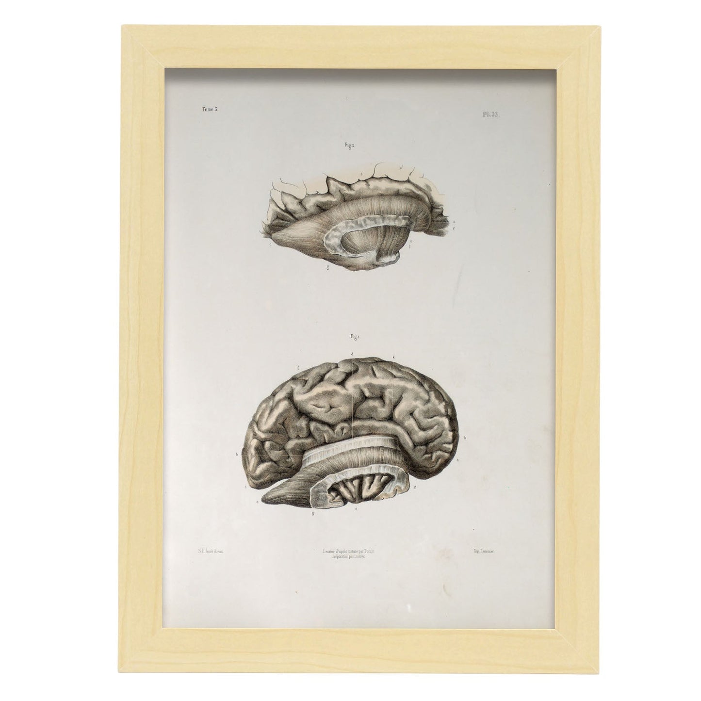 Brain divided in parasagital section-Artwork-Nacnic-A4-Marco Madera clara-Nacnic Estudio SL