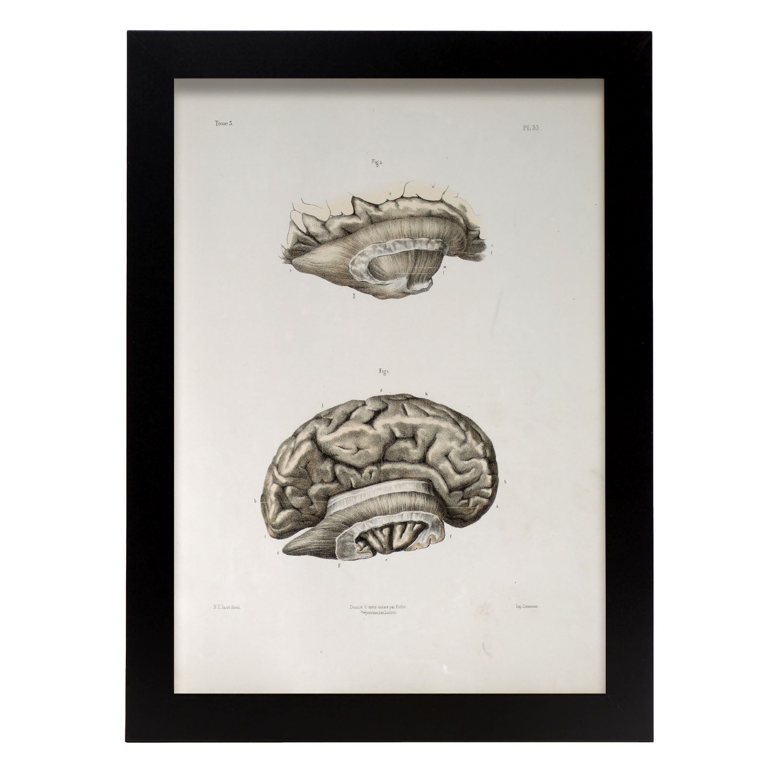 Brain divided in parasagital section-Artwork-Nacnic-A4-Sin marco-Nacnic Estudio SL
