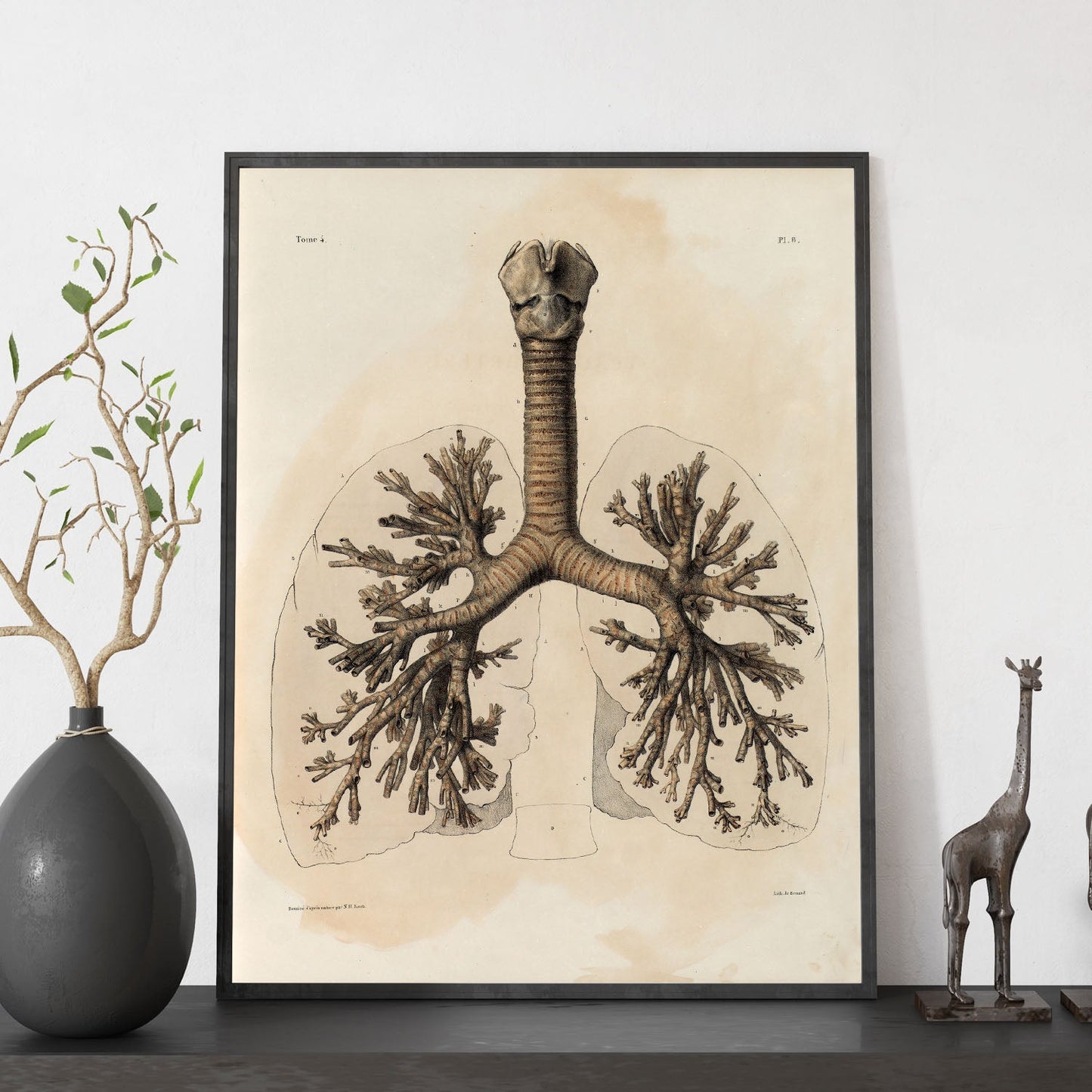 Bronchi, trachea, laryngeal cartilages-Artwork-Nacnic-Nacnic Estudio SL