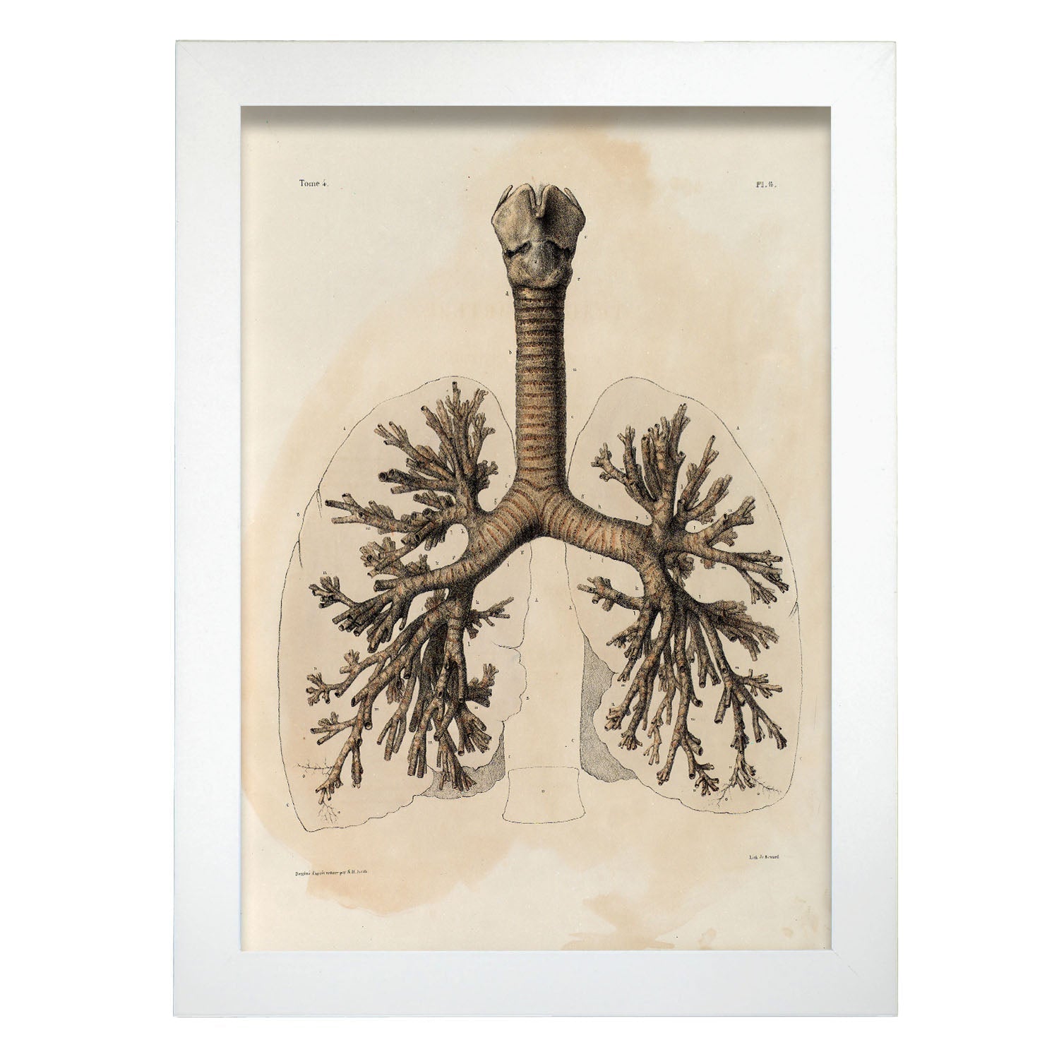 Bronchi, trachea, laryngeal cartilages-Artwork-Nacnic-A4-Marco Blanco-Nacnic Estudio SL