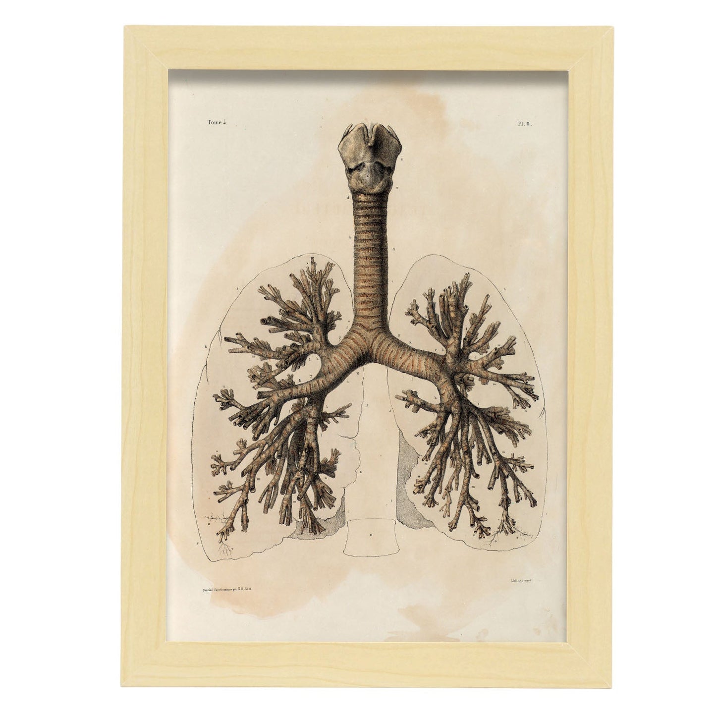 Bronchi, trachea, laryngeal cartilages-Artwork-Nacnic-A4-Marco Madera clara-Nacnic Estudio SL