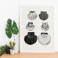 Calico Scallops-Artwork-Nacnic-Nacnic Estudio SL