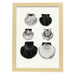 Calico Scallops-Artwork-Nacnic-A3-Marco Madera clara-Nacnic Estudio SL