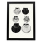 Calico Scallops-Artwork-Nacnic-A3-Sin marco-Nacnic Estudio SL