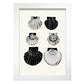 Calico Scallops-Artwork-Nacnic-A4-Marco Blanco-Nacnic Estudio SL