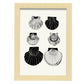 Calico Scallops-Artwork-Nacnic-A4-Marco Madera clara-Nacnic Estudio SL