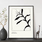 Cannna Plant-Artwork-Nacnic-Nacnic Estudio SL
