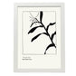 Cannna Plant-Artwork-Nacnic-A3-Marco Blanco-Nacnic Estudio SL