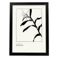 Cannna Plant-Artwork-Nacnic-A3-Sin marco-Nacnic Estudio SL