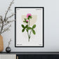 Chrysanthemum-Artwork-Nacnic-Nacnic Estudio SL