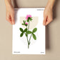 Chrysanthemum-Artwork-Nacnic-Nacnic Estudio SL