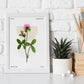 Chrysanthemum-Artwork-Nacnic-Nacnic Estudio SL