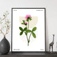 Chrysanthemum-Artwork-Nacnic-Nacnic Estudio SL