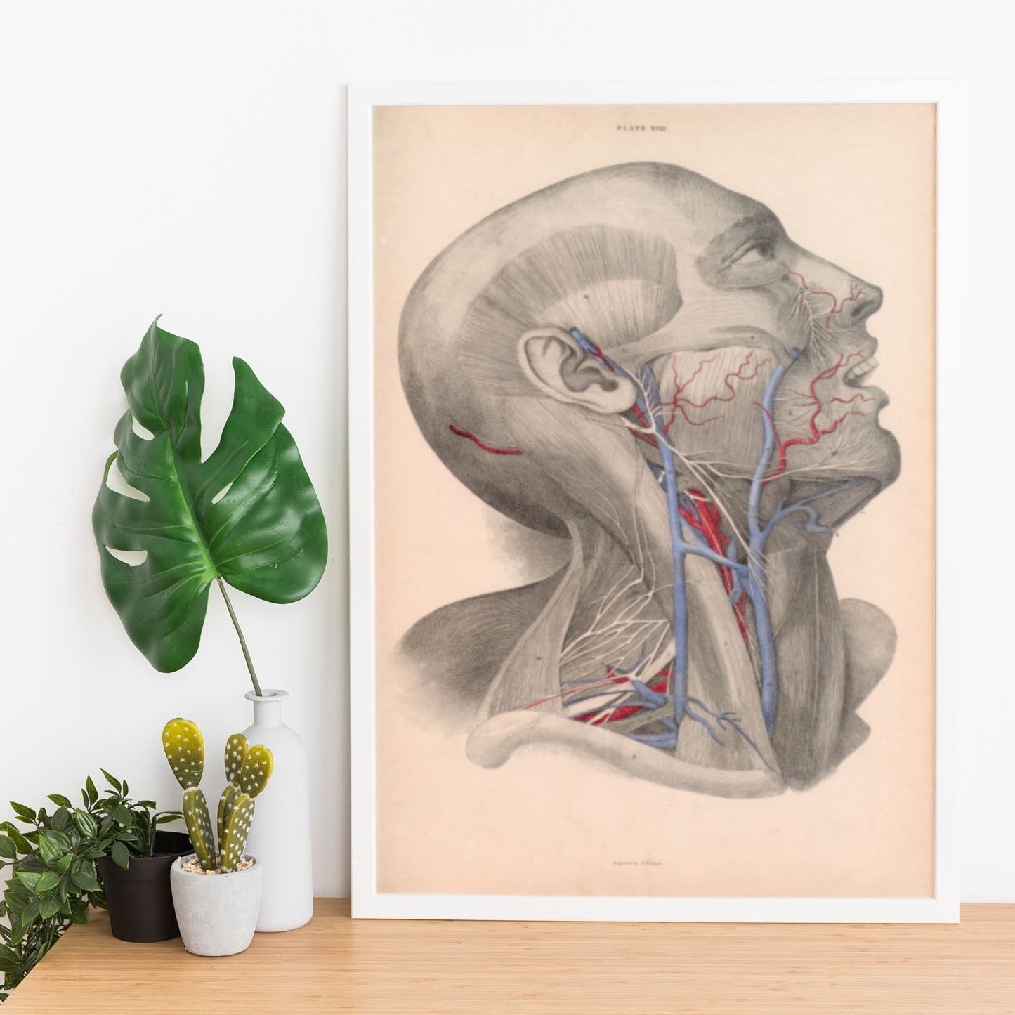 Dissection of face and neck-Artwork-Nacnic-Nacnic Estudio SL